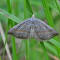 Braungrauer Wellenstriemenspanner (Scotopteryx luridata)